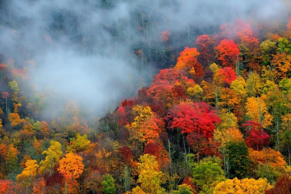 A breathtaking view of vibrant fall foliage covering the Smoky Mountains, with misty clouds rolling over a dense forest. The scene evokes a sense of adventure and natural beauty, ideal for hiking, photography, and wildlife sightings.