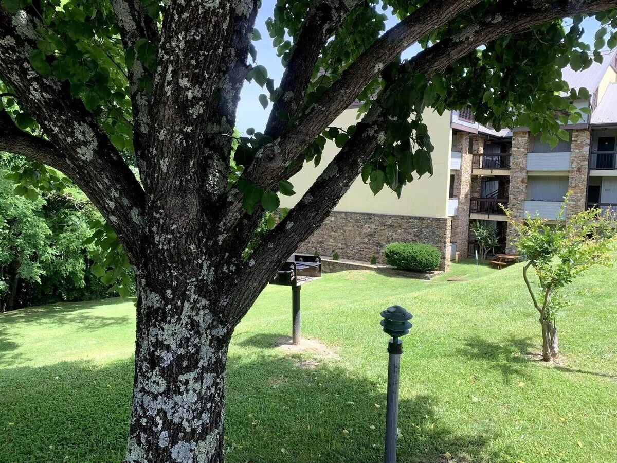 An inviting grassy lawn shaded by a large tree, featuring a picnic and grill area adjacent to a building. The space is ideal for barbecues, family picnics, or quiet afternoons reading in the shade, with plenty of room for relaxation and enjoyment of the outdoors.